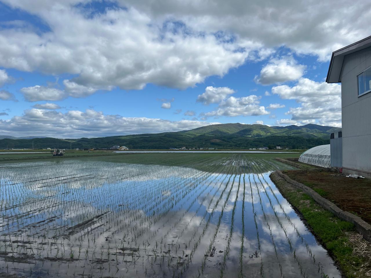 【深川市】田植えの季節🌾